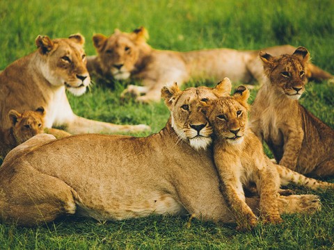 Ilustrasi kunci jawaban tema 7 kelas 1 halaman 34. Sumber: www.unsplash.com.