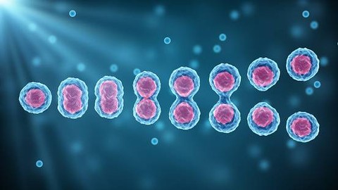Dalam Siklus Hidup Organisme Pembelahan Meiosis Sangat Vital karena Foto:Unsplash