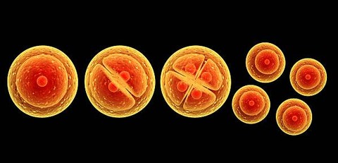 Ilustrasi Pembelahan Meiosis dalam Siklus Hidup Organisme  Foto:Unsplash