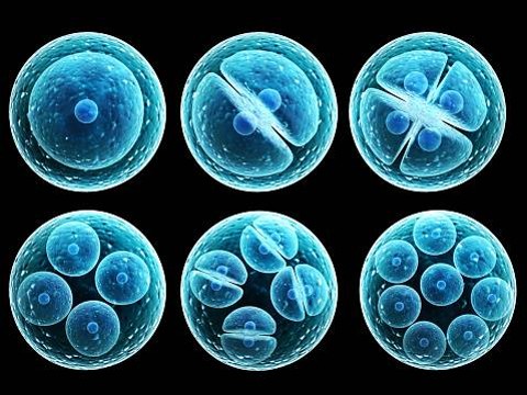 Pembelahan Meiosis dalam Siklus Hidup Organisme  Foto:Unsplash