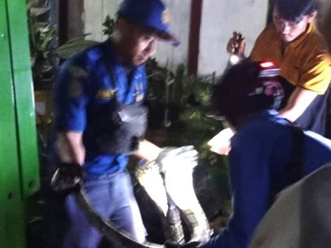 Ular saat dievakuasi dari rumah Odik. Dok: Tim Pemadam Kebakaran Subang.