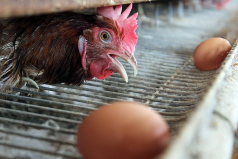 Seekor ayam petelur mengeluarkan kepalanya dari dalam kandang di peternakan Desa Pematang Biara, Kabupaten Deli Serdang, Sumatera Utara, Jumat (7/4/2023). Foto: ANTARA FOTO/Yudi