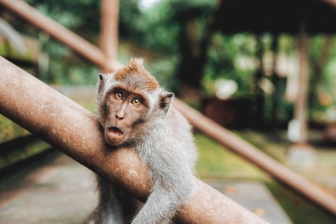 Ilustrasi Bergelantung Bukan Monyet Berteriak Bukan Tarzan. Foto: dok. Jared Rice (Unsplash)