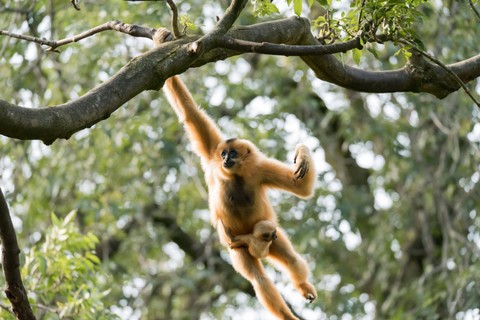 Ilustrasi Bergelantung Bukan Monyet Berteriak Bukan Tarzan. Foto: dok. Ramon Vloon (Unsplash)