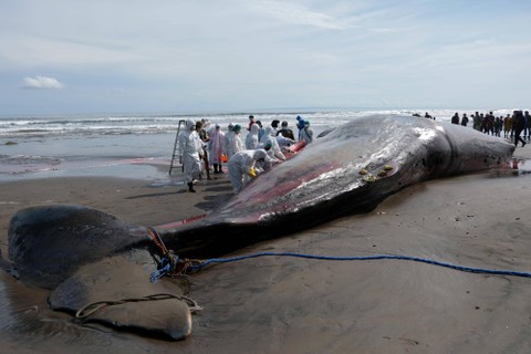 Dokter hewan melakukan nekropsi bangkai Paus Sperma (Physeter macrocephalus) yang terdampar di Pantai Yeh Leh, Jembrana, Bali, Minggu (9/4/2023). Foto: Nyoman Hendra Wibowo/Antara Foto