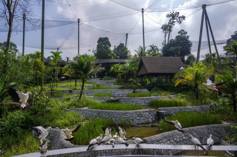 Mandai Wildlife Group. Foto: Dok. Istimewa