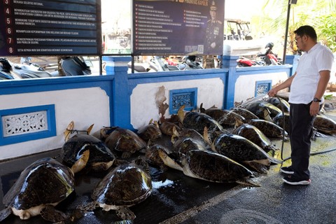 Anggota Polisi menyemprotkan air ke arah puluhan ekor satwa penyu hijau (Chelonia mydas) yang diamankan saat konferensi pers di Mako Dit Polairud Polda Bali, Denpasar, Bali, Senin (1/5/2023). Foto: Nyoman Hendra Wibowo/ANTARA FOTO