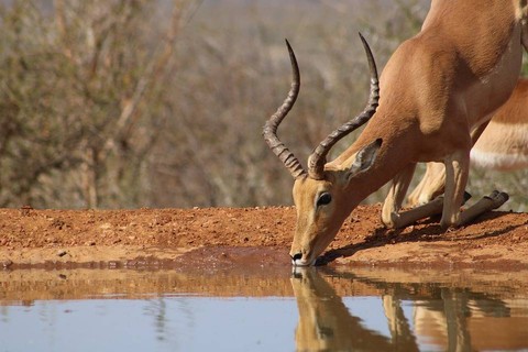 Ilustrasi binatang yang memiliki antler - Sumber: https://pixabay.com/id/users/ru1schoeman-16730006/