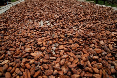 Kakao yang telah dipanen di perkebunan di kawasan Sinfra, Pantai Gading. Foto: Luc Gnago/REUTERS