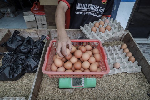 Pekerja menyortir telur di sebuah kios agen telur di Kalibata, Pancoran, Jakarta Selatan, Kamis (18/5/2023). Foto: Jamal Ramadhan/kumparan