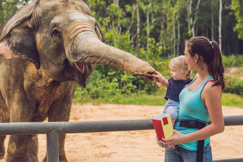 Ilustrasi pengunjung memberi makan gajah di kebun binatang. Foto: Shutterstock