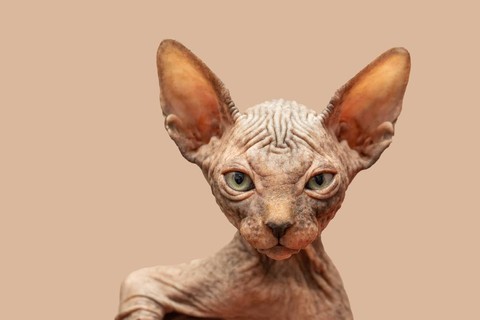 Kucing sphynx.  Foto: Shutter Stock