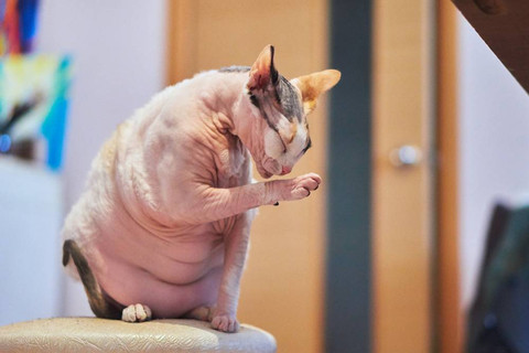 Sphynx, si kucing tanpa bulu. Foto: Shutter Stock