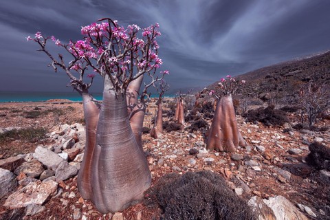 Pohon Botol di Pulau Socotra, Yaman. Foto: Olga Grinblat/Shutterstock