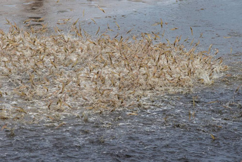Ilustrasi udang air tawar.  Foto: Shutter Stock