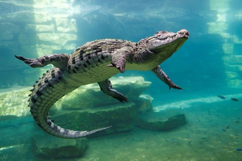 Seekor buaya menyelam di balik kaca akuarium di Dubai Crocodile Park di Dubai, Uni Emirat Arab, 25 Mei 2023. Foto: Rula Rouhana/REUTERS
