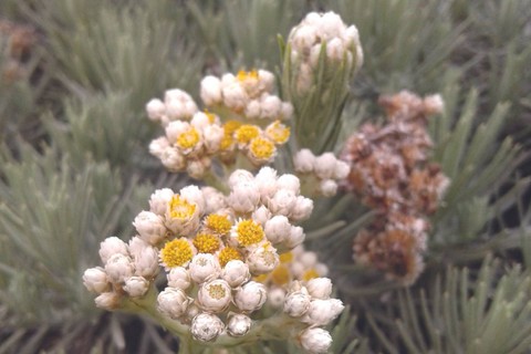 Bunga Edelweiss memiliki makna keabadian (pixabay)