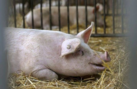 Ilustrasi babi di peternakan. Foto: AFP/Ina Fassbender