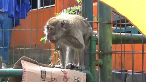 Monyet di kawasan hutan lindung Telaga Warna, Puncak turun ke rest area Segar Alam, Ciloto, Cipanas, Cianjur, Jawa Barat. Foto: Dok. Istimewa
