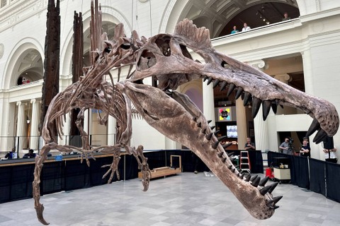 Debut pemeran Spinosaurus sepanjang 46 kaki (14 m) di Field Museum di Chicago, Illinois, AS, Jumat (2/6/2023). Foto: Eric Cox/REUTERS