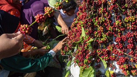 Karyawan Kebun Jollong bersama warga berebut gunungan biji kopi dalam prosesi wiwit panen raya kopi (nggantingi) di areal Perkebunan Kopi Robusta Jollong, Desa Sitiluhur, Gembong, Kabupaten Pati, Jawa Tengah, Sabtu (10/6/2023). Foto: ANTARA FOTO/Aji Styawan