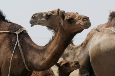 Sejumlah unta di peternakan susu unta kawasan Udaibiyah, Arab Saudi, Sabtu (10/6/2023). Foto: Wahyu Putro A/Antara Foto