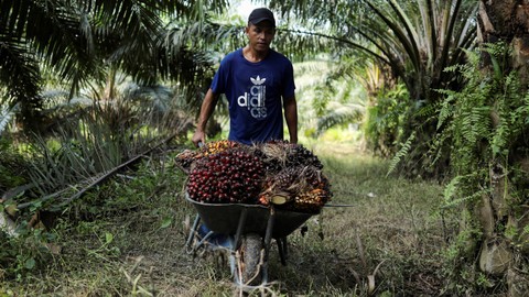 Seorang pekerja migran Indonesia, Ari Rohman, mendorong gerobak saat mengumpulkan tandan buah segar kelapa sawit saat panen di sebuah perkebunan di Banting, Selangor, Malaysia, 10 Juni 2022. Foto: Hasnoor Husain/ Reuters