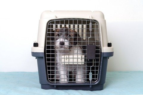 Ilustrasi kandang anjing. Foto: Luiza Kamalova/Shutterstock