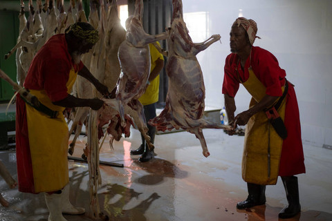 Dua pekerja memotong daging kambing usai disembelih untuk pembayaran dam bagi petugas haji yang melakukan haji Tamattu' di rumah potong hewan (RPH) Al Ukaisyah, Makkah, Arab Saudi, Rabu (14/6/2023). Foto: Wahyu Putro A/ANTARA FOTO
