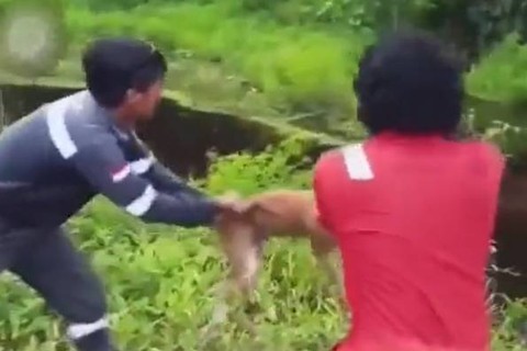 Anjing dilempar hidup-hidup ke rawa yang terdapat buaya di Nunukan, Kalimantan Utara. Foto: Dok. Istimewa