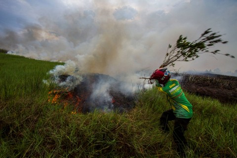Petugas Badan Penanggulangan Bencana Daerah (BPBD) Kalsel berupaya memadamkan api yang membakar lahan gambut di Landasan Ulin, Banjarbaru, Kalimantan Selatan, Senin (19/6/2023).  Foto: Bayu Pratama S/ANTARA FOTO