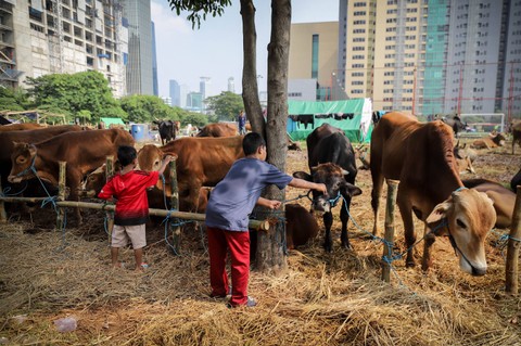 Penjualan hewan Kurban di kawasan Kuningan, Jakarta Selatan, Jumat (23/6/2023). Foto: Jamal Ramadhan/kumparan