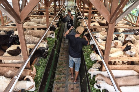 Pekerja memberikan pakan di Gudang Domba Farm, Kota Tasikmalaya, Jawa Barat, Minggu (25/6/2023). Foto: Adeng Bustomi/Antara Foto