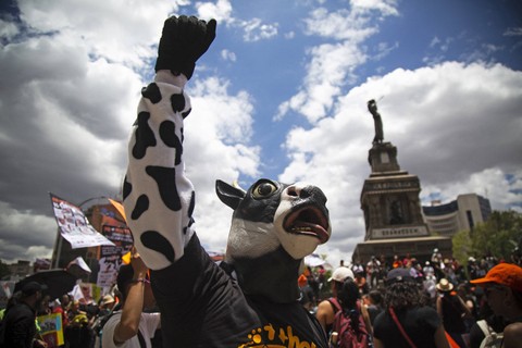 Anggota berbagai organisasi perlindungan hewan ikut serta dalam demonstrasi menentang kekerasan pada hewan di Meksiko pada 25 Juni 2023. Foto: Rodrigo Oropeza / AFP