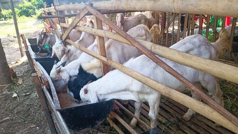Penjualan sapi jelang Idul Adha di Lumbung Ternak Yatim, Patra Kuningan Tebet.  Foto: Ghinaa Rahmatika/kumparan