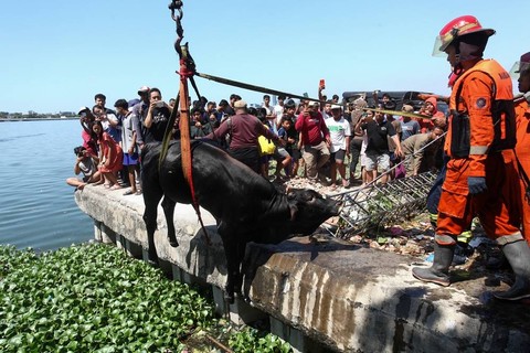 Tim penyelamat mengevakuasi sapi kurban yang tercebur di dalam Bozem Morokrembangan, Surabaya, Jawa Timur, Rabu (28/6/2023). Foto: Didik Suhartono/ANTARA FOTO