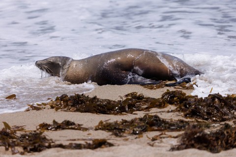 Seekor singa laut yang sakit ditandai dengan cat dan ditinggalkan di pantai, karena alga beracun menyebabkan penyakit pada singa laut dan lumba-lumba, di Pantai Redondo, California. Foto: Mike Blake/REUTERS