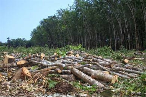Gambar deforestasi yang dapat mengancam masa depan lingkungan hidup. Sumber: shutterstock