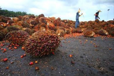 Industri kelapa sawit yang merupakan salah satu sumber pendapatan devisa negara. Sumber: shutterstock