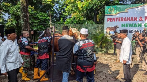 Panglima TNI Laksamana Yudo Margono dan KSAL Laksamana Muhammad Ali menyerahkan sapi kurban ke Korps Marinir, Kamis (29/6).    Foto: Jonathan Devin/kumparan