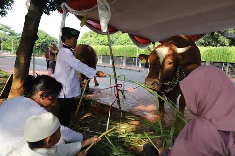 Warga melihat sapi kurban milik Presiden Jokowi dan Wapres Ma'ruf Amin di Masjid Istiqlal, Kamis (29/6/2023). Foto: Fitra Andrianto/kumparan