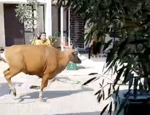 Tangkapan layar video sapi di Tangerang ngamuk. Dok: Ist.