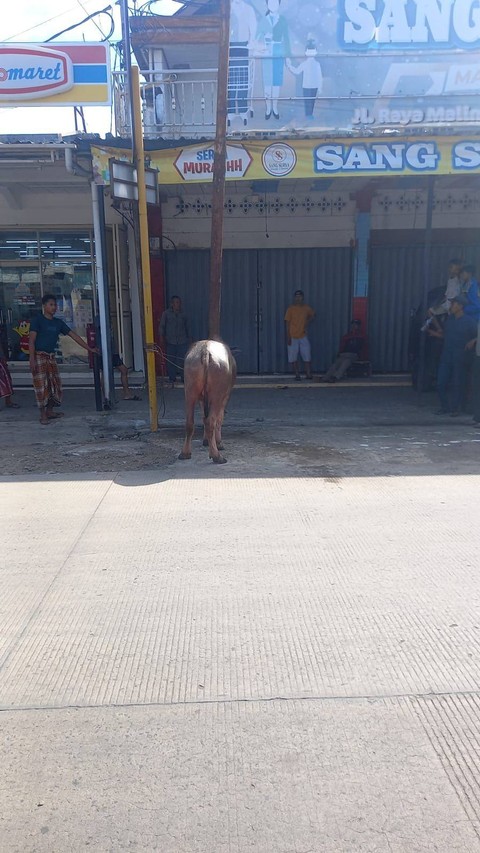 Saat kerbau telah diamankan. Dok: Ist.