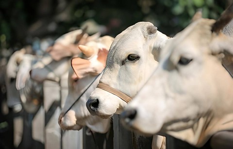 Gambar hewan kurban. Foto: untungsubagyo/Shutterstock