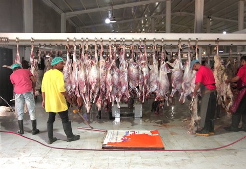 Penyembelihan kambing dam di RPH Al-Okaishiah. Foto: MCH 2023