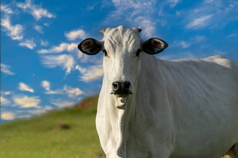 Ilustrasi sapi Nelore.
 Foto: Shutterstock