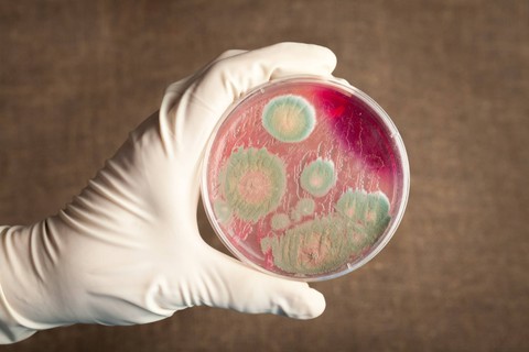 Ilustrasi bakteri. Foto: Billion Photos/Shutterstock