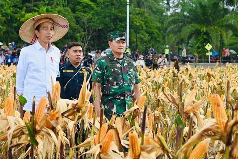 Presiden Joko Widodo meninjau ladang jagung di Food Estate, Keerom, Papua, Kamis (6/7/2023).  Foto: Biro Pers Sekretariat Presiden