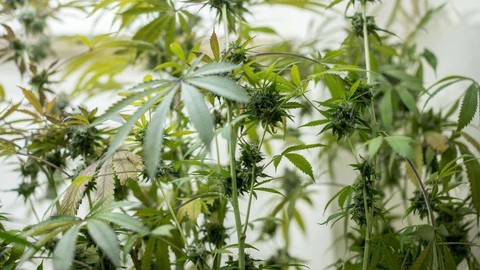 Rami sering disamakan dengan ganja atau mariyuana. Padahal, jenisnya berbeda.