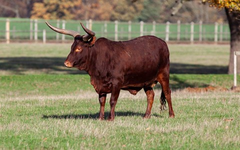 Ilustrasi Air Kencing Banteng. Sumber: Pexels/TheOther Kev